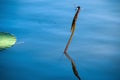 Dragonfly and leaf