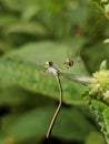 dragonfly on a leaf stuck in the spider web