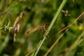 The dragonfly on the leaf