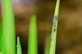 dragonfly on leave by fish pond Royalty Free Stock Photo