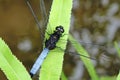 A dragonfly on the leaves Royalty Free Stock Photo