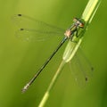 Dragonfly Lestes viridis