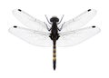 Dragonfly Leucorrhinia pectoralis Royalty Free Stock Photo