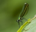 Dragonfly - Libellula 300dpi Royalty Free Stock Photo