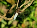 Dragonfly Libellula depresa - blue insect