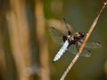 Dragonfly Libellula Depressa