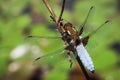 Dragonfly(Libellula depressa) Royalty Free Stock Photo