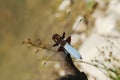 Dragonfly Libellula depressa Royalty Free Stock Photo