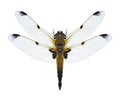 Dragonfly Libellula quadrimaculata f. praenubila four-spotted chaser female