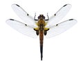 Dragonfly Libellula quadrimaculata four-spotted chaser male Royalty Free Stock Photo