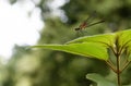 Dragonfly libÃÂ©lula volar alas Royalty Free Stock Photo