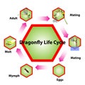 Dragonfly life cycle, insect mating system