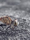 Dragonfly like alian Royalty Free Stock Photo