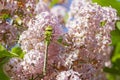 Dragonfly on lilac