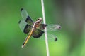Dragonfly on a Limb in Balcones Canyonland Royalty Free Stock Photo