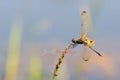 Dragonfly