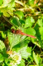 Dragonfly with a long thin body and two pairs of large transparent wings on grass. Vertical photo