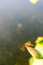 dragonfly and the lotus bud Royalty Free Stock Photo