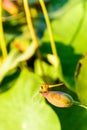 dragonfly and the lotus bud Royalty Free Stock Photo