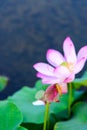 dragonfly and the lotus bud Royalty Free Stock Photo