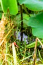 dragonfly and the lotus bud Royalty Free Stock Photo