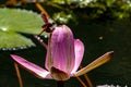 Dragonfly lotus is comparable