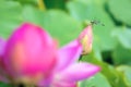 Dragonfly and lotus flower Royalty Free Stock Photo