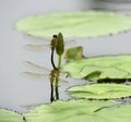 Dragonfly lotus leaf Royalty Free Stock Photo