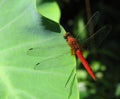 Dragonfly on Lotus Leaf