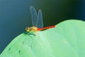 Dragonfly and lotus leaf Royalty Free Stock Photo
