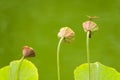 Dragonfly and lotus seedpod