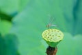 Dragonfly and lotus seedpod Royalty Free Stock Photo