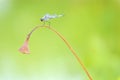 Dragonfly and lotus seedpod Royalty Free Stock Photo