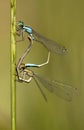 Dragonfly love Royalty Free Stock Photo