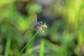 Dragonfly Royalty Free Stock Photo