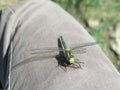 Dragonfly at lunch