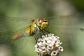 Dragonfly macro Royalty Free Stock Photo
