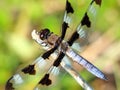 Dragonfly macro Royalty Free Stock Photo