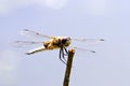 Dragonfly macro (Anaciaeschna isoceles) Royalty Free Stock Photo