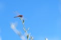 Dragonfly macro. Colourful dragonfly holds to the top of a green plant branch Royalty Free Stock Photo