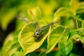 Dragonfly in macro on a green leaf