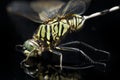 Dragonfly macro isolated on black background Royalty Free Stock Photo