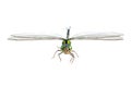 Dragonfly macro isolated Royalty Free Stock Photo