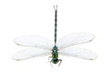 Dragonfly macro isolated Royalty Free Stock Photo