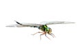 Dragonfly macro isolated Royalty Free Stock Photo