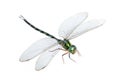 Dragonfly macro isolated Royalty Free Stock Photo