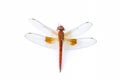Dragonfly macro isolated on white background Royalty Free Stock Photo
