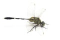 Dragonfly macro isolated on white background Royalty Free Stock Photo