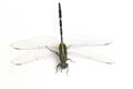 Dragonfly macro isolated on white background Royalty Free Stock Photo