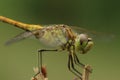 Dragonfly Royalty Free Stock Photo